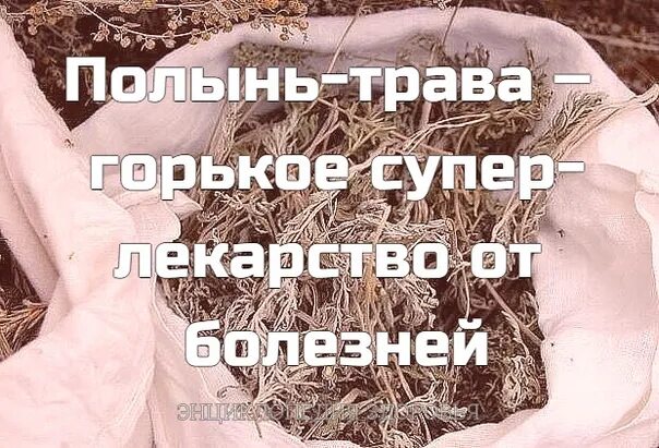 Полынь девушка. Мелодрама полынь трава горькая. Полынь трава песня текст песни. Горькая полынь эстетика. Полынь стебель.
