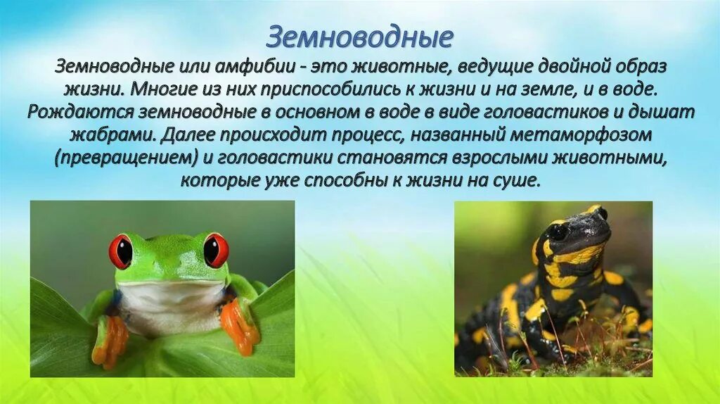 Земноводные животные 3 класс. Сведения о земноводных. Окружающий мир земноводные. Доклад о земноводных. Лягушка земноводное 2 класс