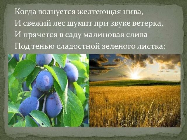Стих желтеющие нивы