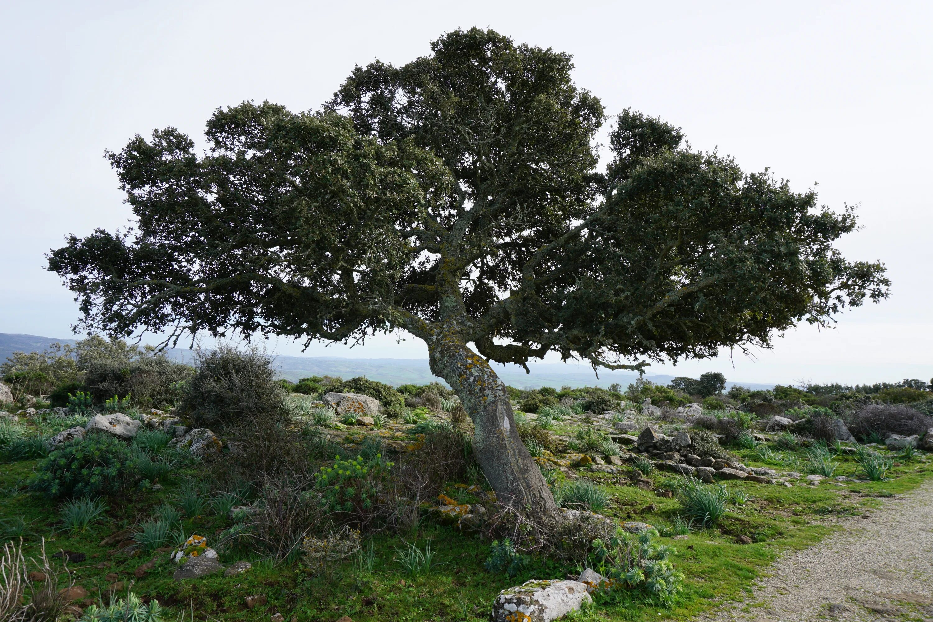 Заросли низкорослых вечнозеленых. Вечнозеленый дуб каменный Quercus Ilex. Жестколиственные вечнозелёные леса Испания. Вечнозеленый дуб Испании. Дуб кермесовый.