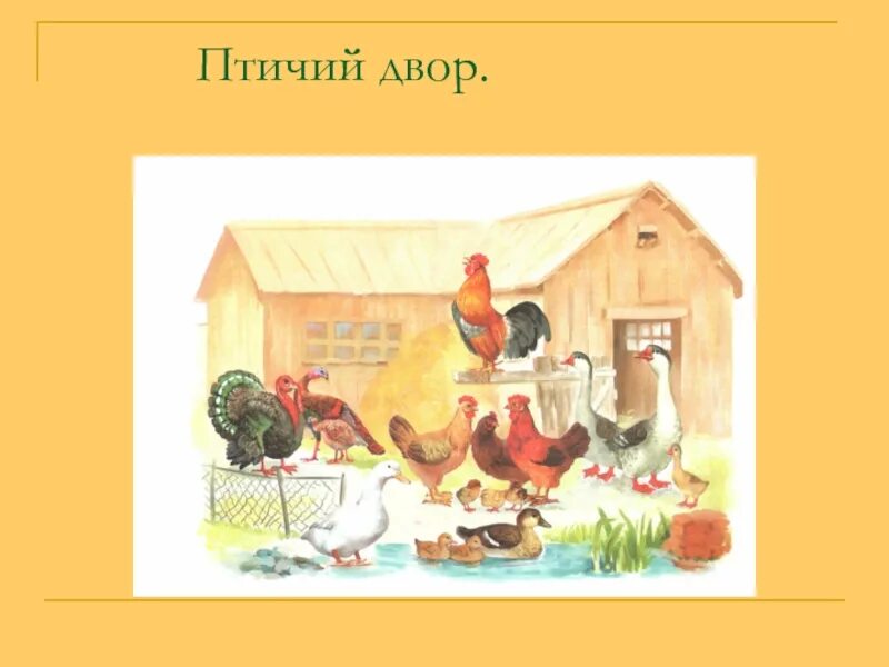 Дом домашние птицы. Птичий двор. Птичий двор иллюстрации. Птичий двор рисунок. Домашние птицы во дворе.