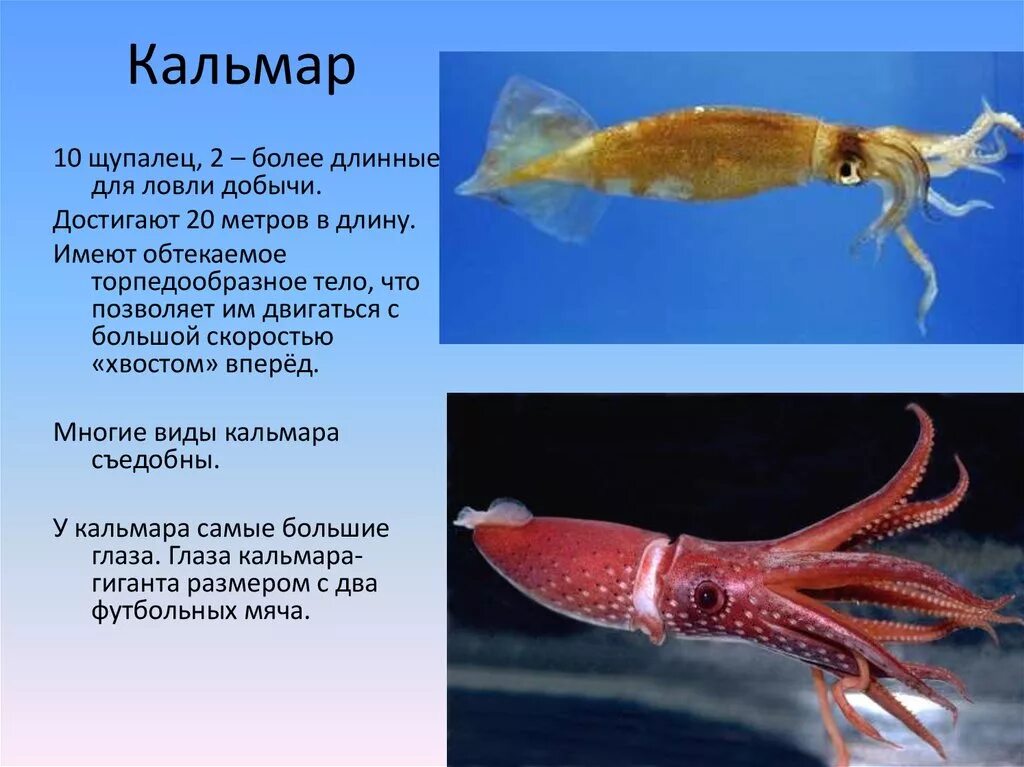 Головоногие моллюски кальмар класс. Кальмар описание. Кальмар Тип и класс. Сообщение о кальмаре.