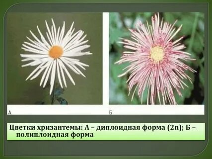 Диплоидные растения