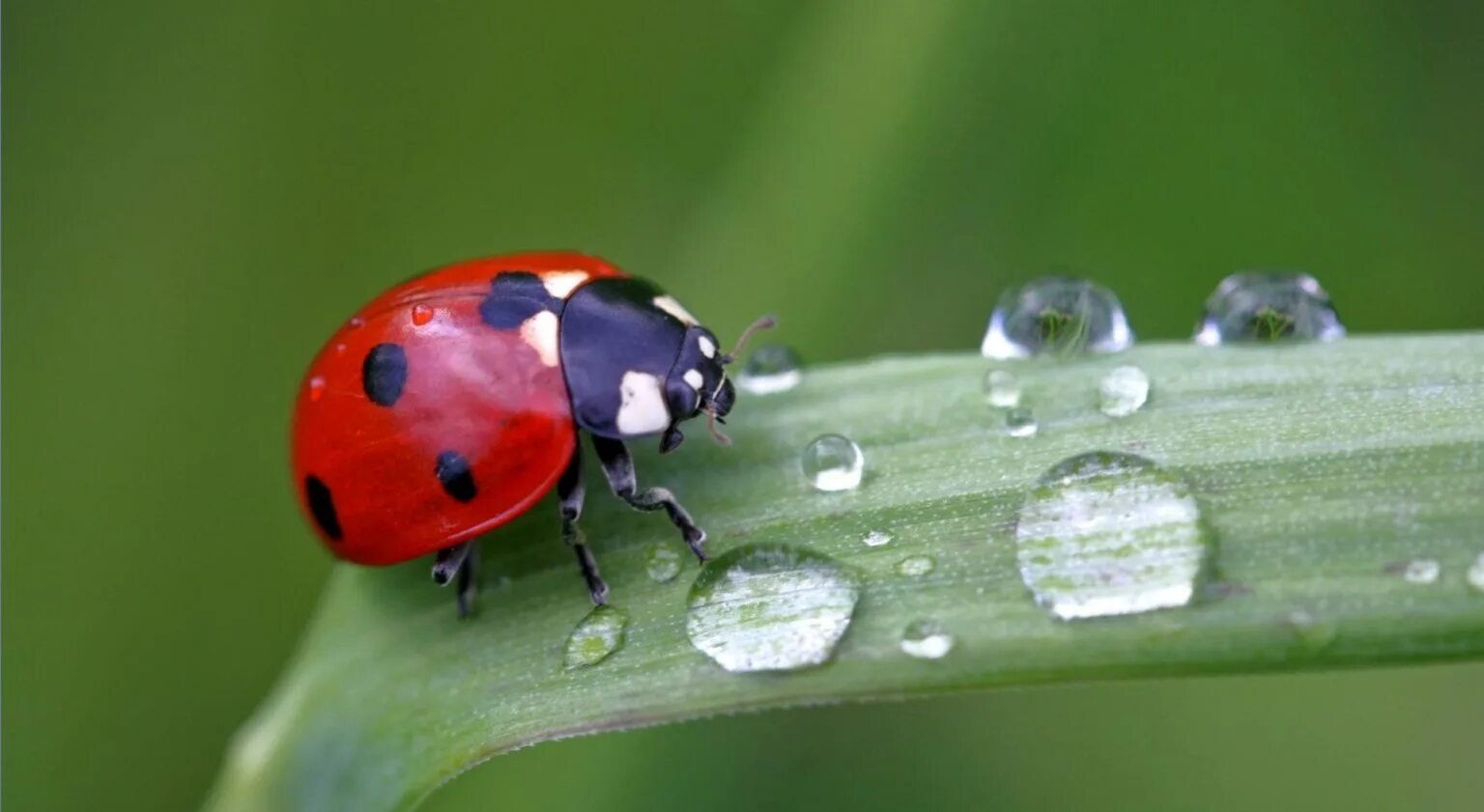 Божьи коровки. Божья коровка фото. Божьи коровки (Coccinellidae). Жук Божья коровка. Божья коровка имеет