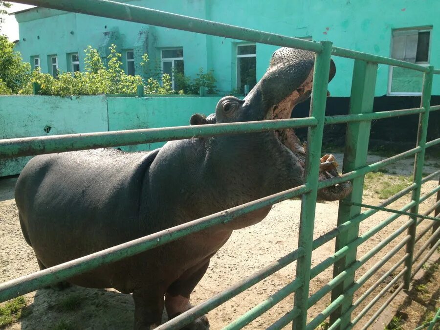 Государственного Большереченского зоопарка имени в.д. Соломатина. Зоопарк в Большеречье Омской. Сельский зоопарк в Большеречье. Большереченский зоопарк омск