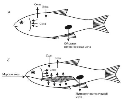 Осморегуляция