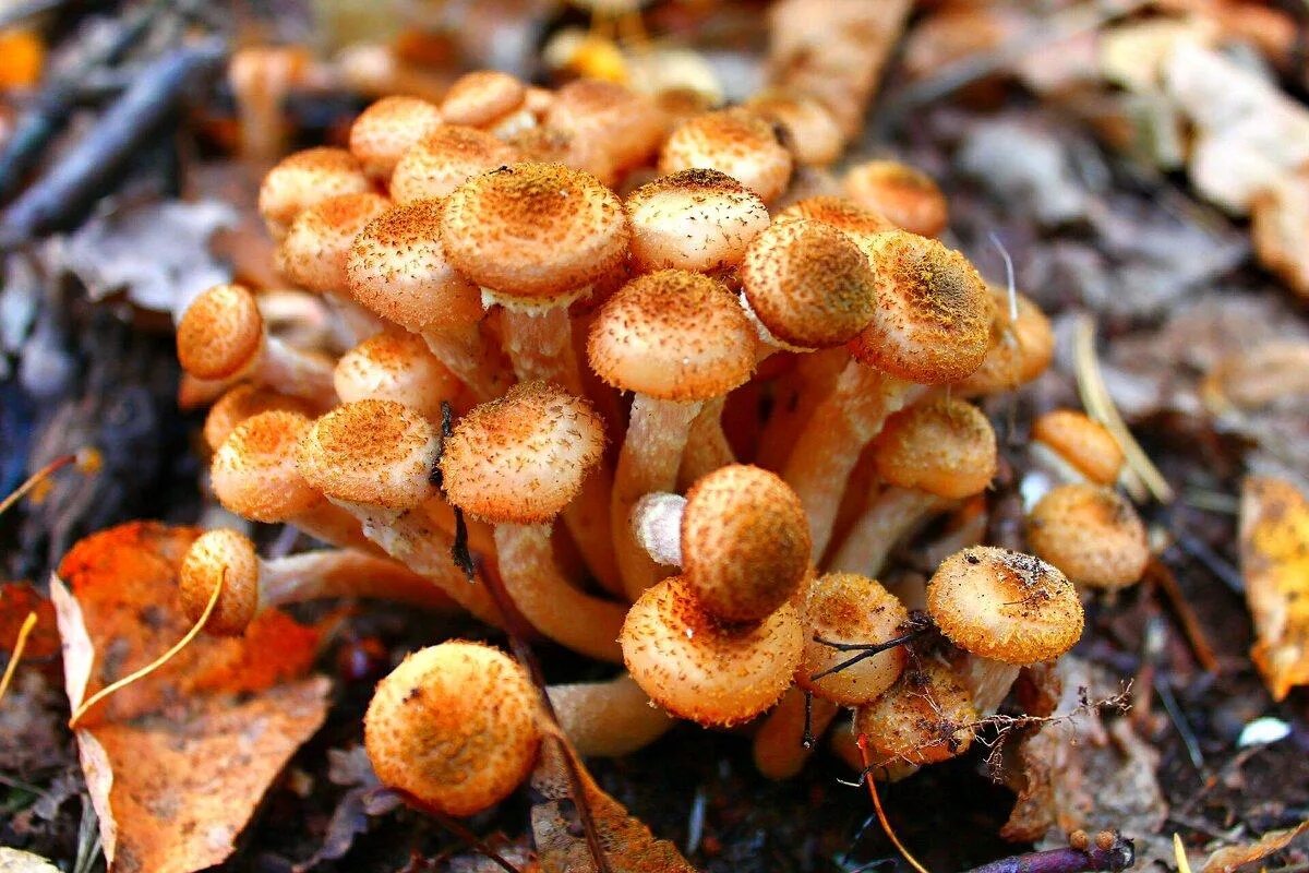 Опята трубчатые. Гриб опёнок осенний. Опёнок осенний (Armillaria mellea). Грибы Успенские опята. Опёнок осенний съедобные грибы.