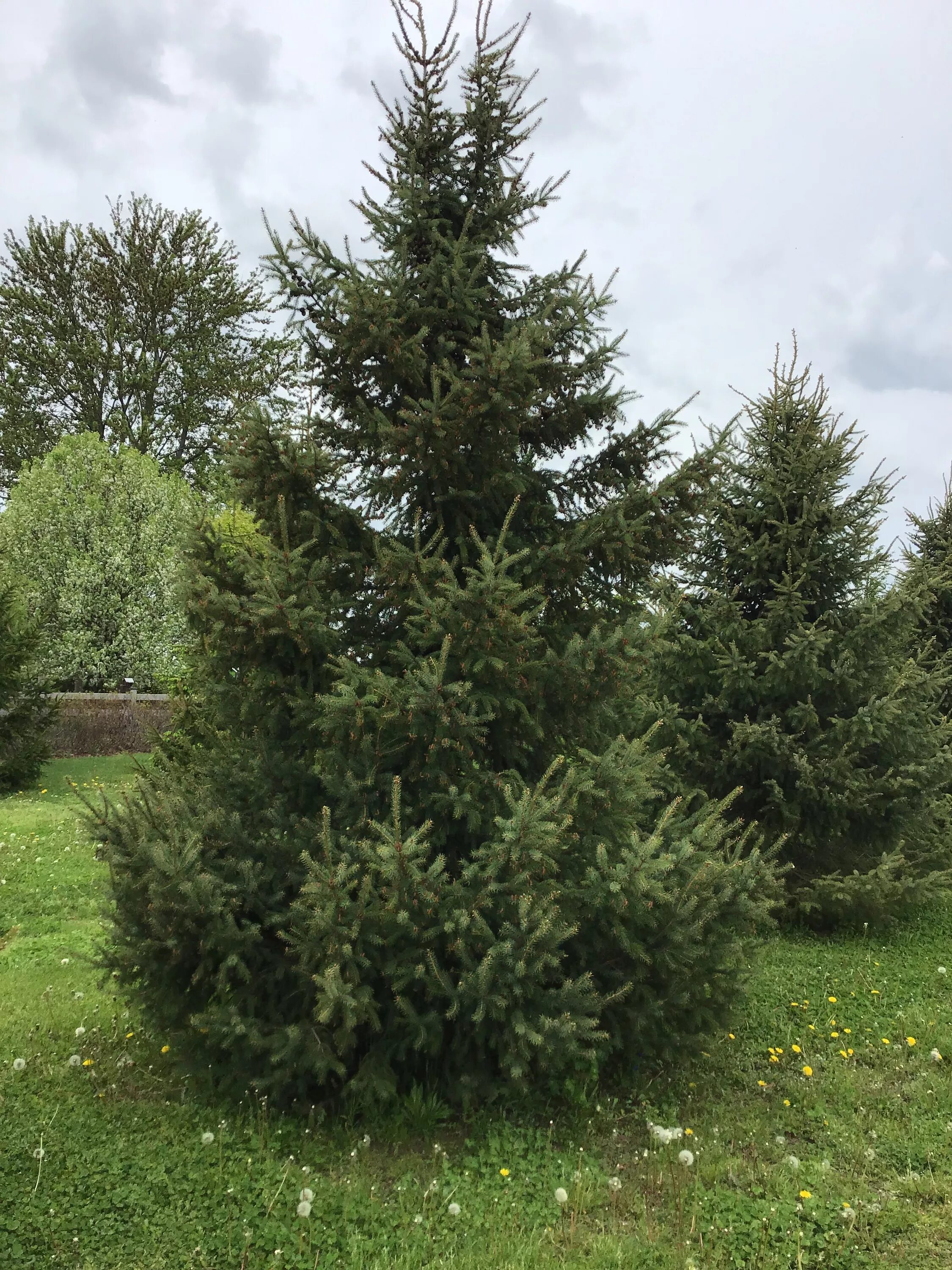 Ель черная Picea Mariana. Ель Picea Mariana Beissneri. Спрус – канадская черная ель. Picea Mariana – ель Мариана.