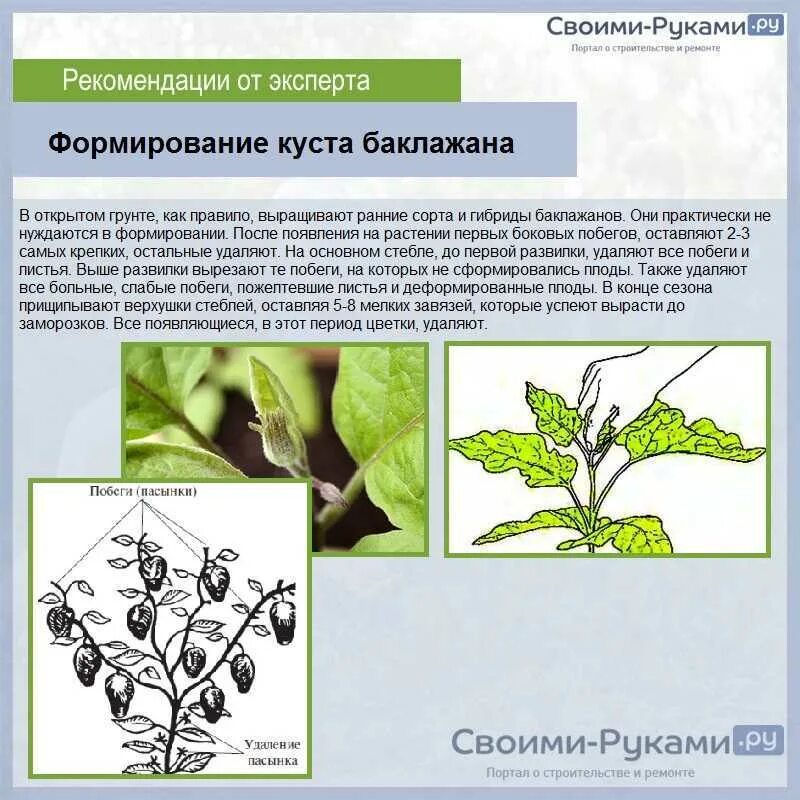 Формирование куста перца. Схема формирования баклажанов. пасынковка баклажанов теплице схема. формировка баклажанов в теплице схема. схема формирования стебля перца.