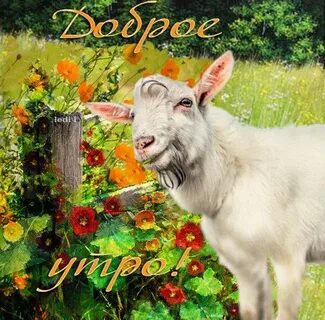 Открытка доброго утра с животными новое