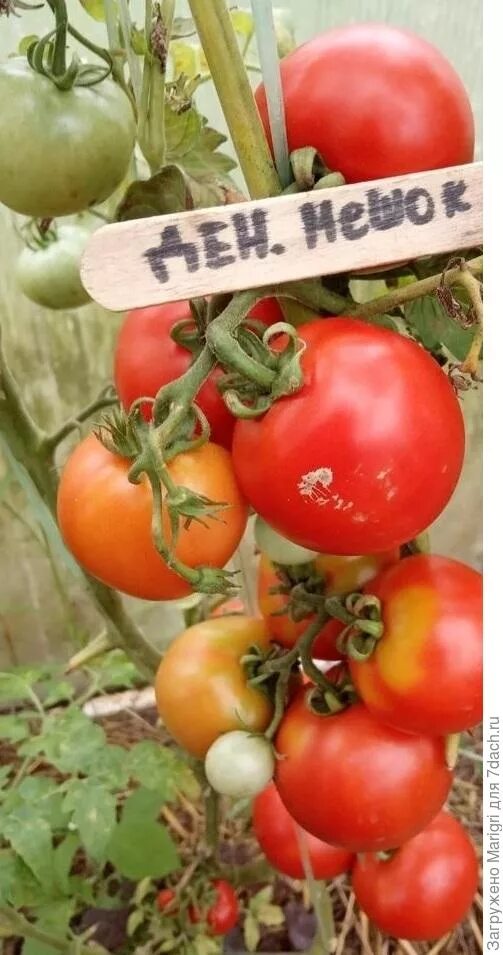 Томаты мешках отзывы