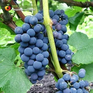 Сорт винограда альфа описание отзывы