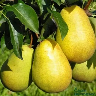 Груши для урала отзывы