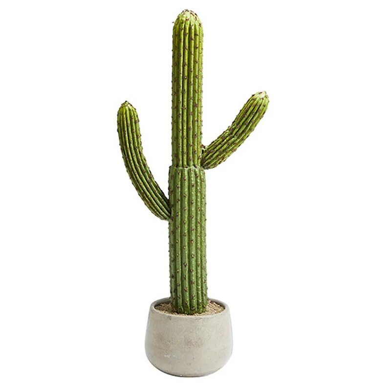 Cactus pro 02b. Браунингия Кактус. Кактус цереус гигантский. Evergreen мини Кактус. Высокие кактусы комнатные.