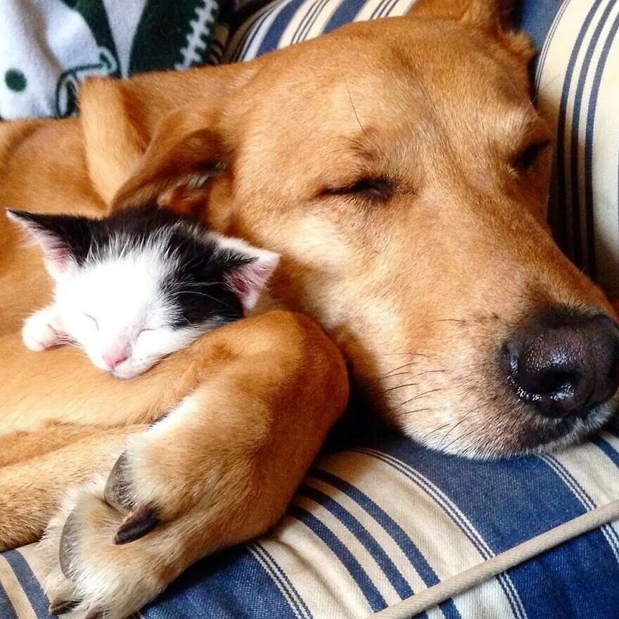 Большие собаки и кошки. Кот и собака. Заботливая собака. Заботиться о собаке. Щенок и котенок.