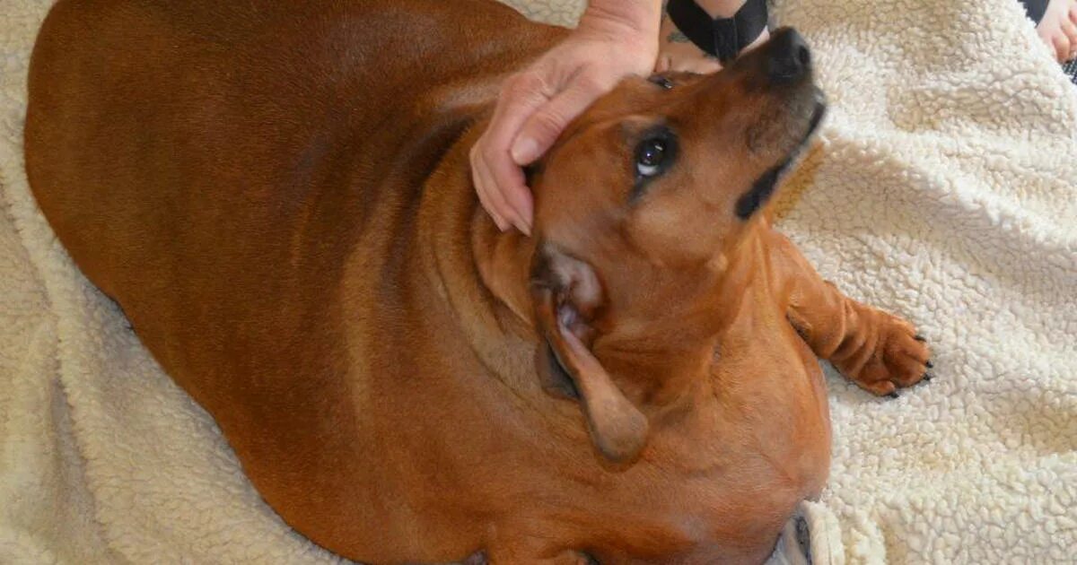 Obese Dachshund Loses 43 Pounds - Good Morning America