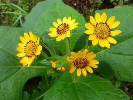 Useful plants