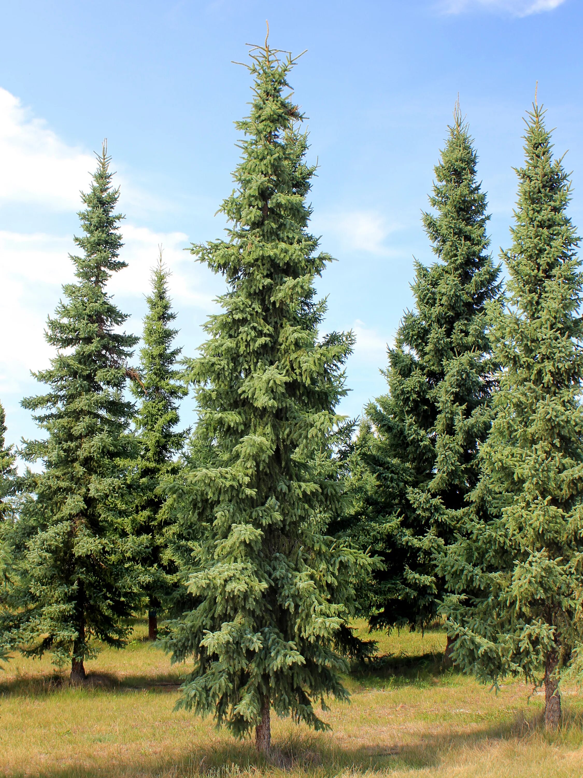 Ель черная Picea Mariana. Спрус – канадская черная ель. Picea Mariana сосна. Лиственница Сибирская с пихтой. Картинка дерева ели