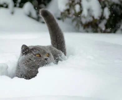 Кот в снегу
