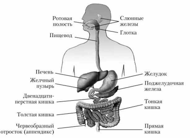 Перед пищеводом. Схема строения пищеварительной системы. Схема строения пищеварительной системы человека анатомия. Анатомические структуры пищеварительной системы. Строение дыхательной системы и пищеварительной системы.