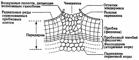 Какую функцию выполняет пробка