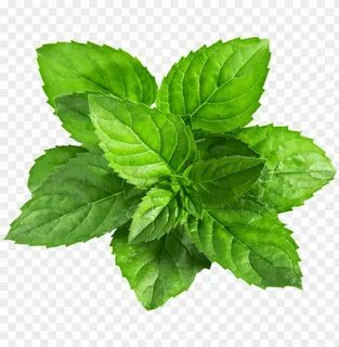 Mint leave