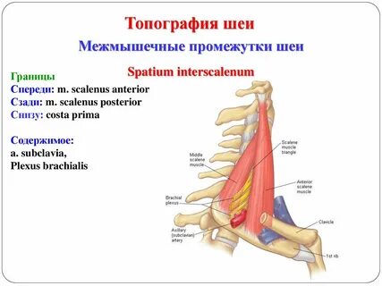 Границы межлестничного промежутка