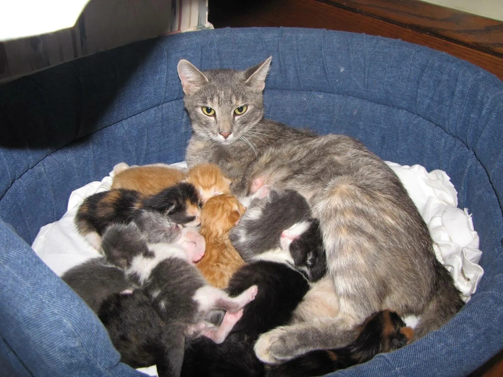 Кошка рожает что делать в домашних условиях. Домашние котята. Много котят.