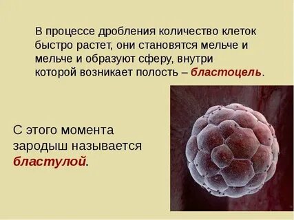 Шарообразный однослойный зародыш с полостью называется