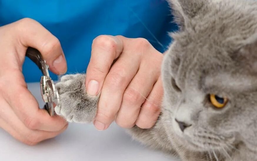Со скольки можно стричь когти котенку
