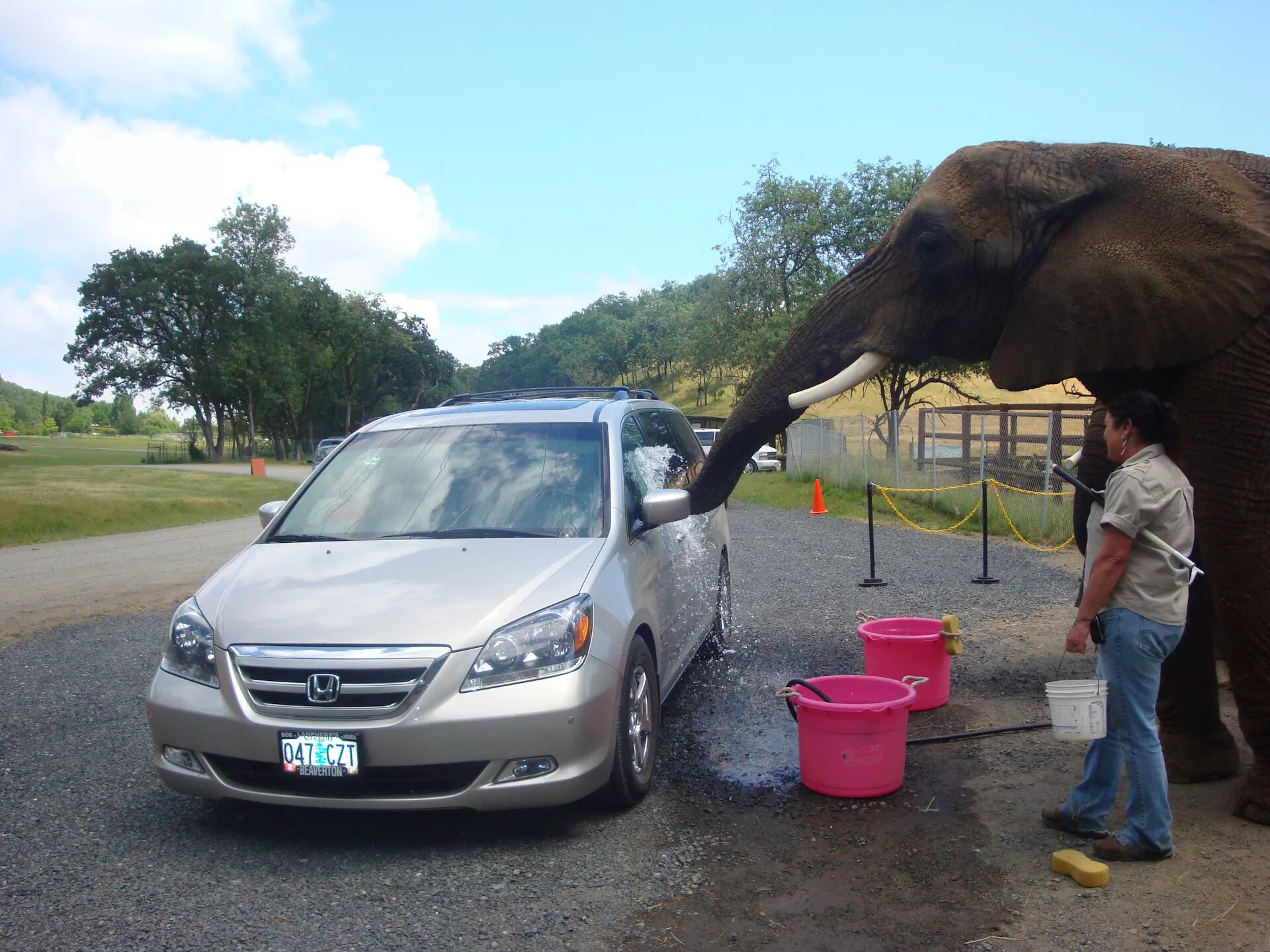 Elephant car. Мытье машины юмор. Мойка автомобиля прикол. Приколы на автомойке. Слон моет машину.