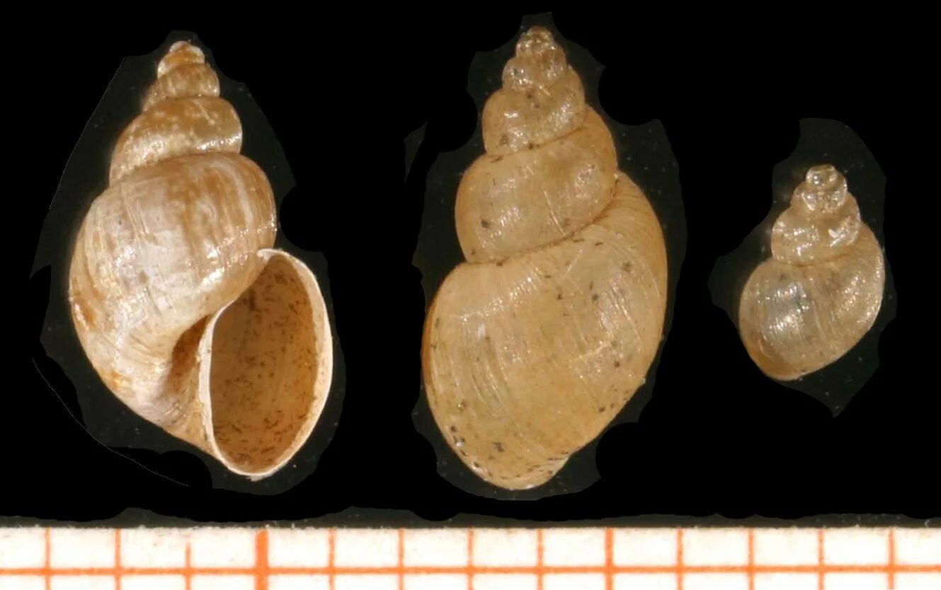 Прудовик малый - Lymnaea truncatula. Малый прудовик - Lymnaea (Galba) truncatula.. Малый прудовик (Galba truncatula). Lymnaea glabra. Печень у малого прудовика