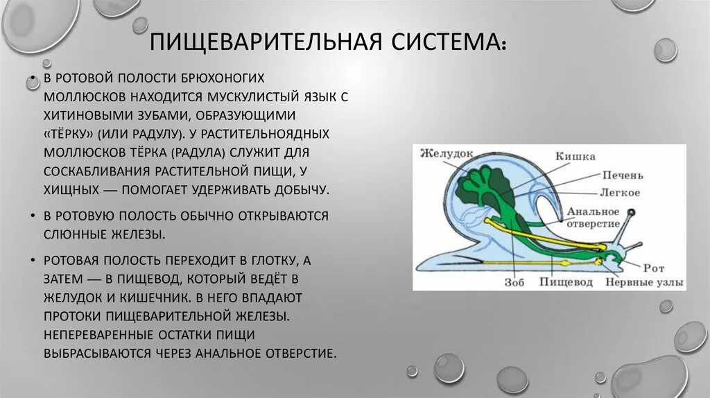 Пищеварительная система брюхоногих моллюсков. Пищеварительная система брюхоногих моллюсков