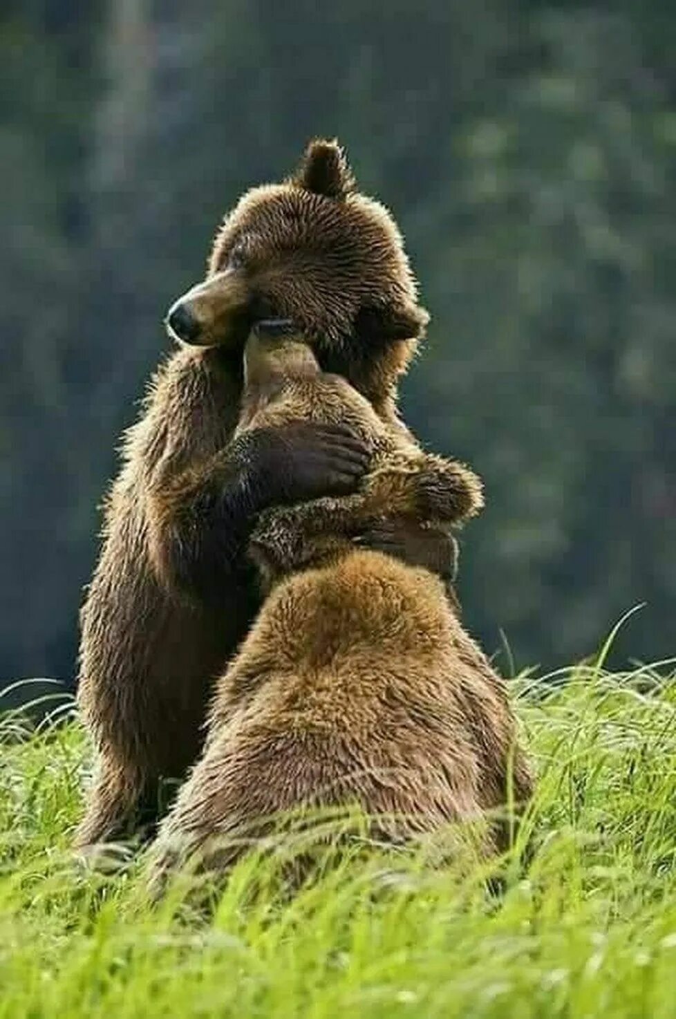 Животные обнимают. Объятия животных. Медвежьи объятия. Медведи обнимаются. Мишки обнимаются.