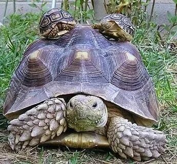 Что значит черепаха