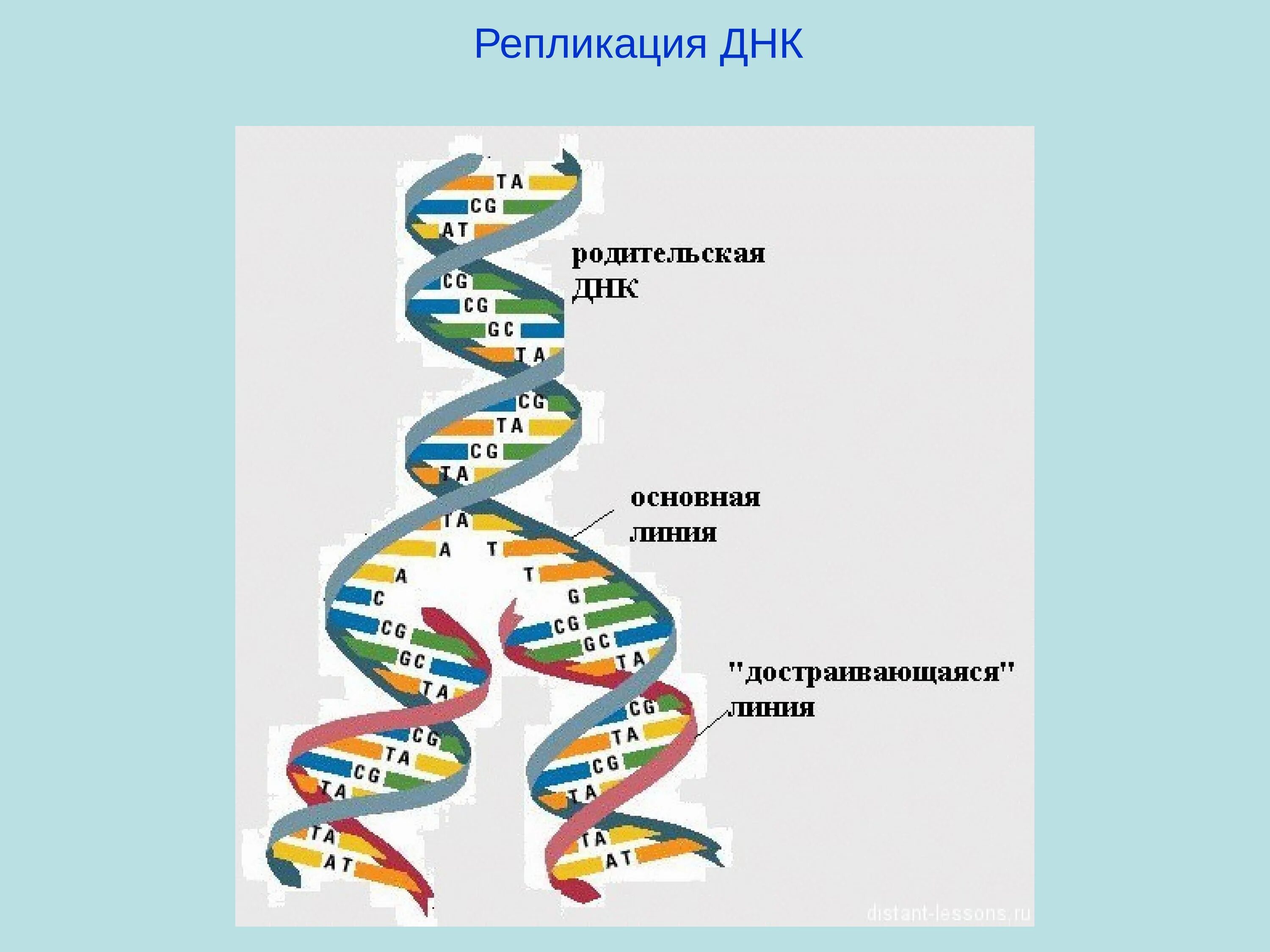 Образование дочерних днк. ДНК полимераза репликация ДНК. Репликация самоудвоение ДНК. Репликация молекулы ДНК. Схема репликации молекулы ДНК.