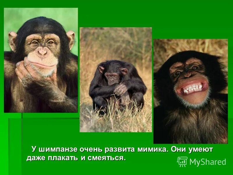 презентация на тему шимпанзе. факты о шимпанзе. доклад про обезьян. обезьяна без хвоста. презентация на тему приматы.