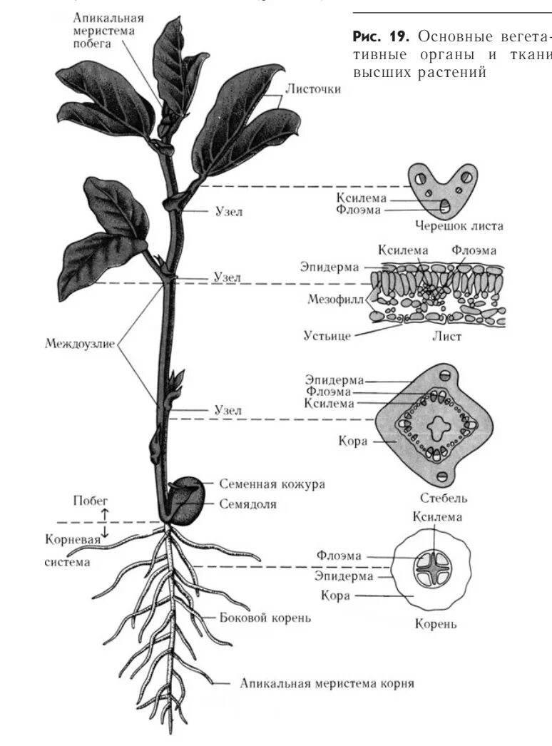 Вегетативные органы растений: корень, побег, стебель, почки, лист.. Строение вегетативных органов растений. Схема строения высших растений. Вегетативные органы корень стебель лист.