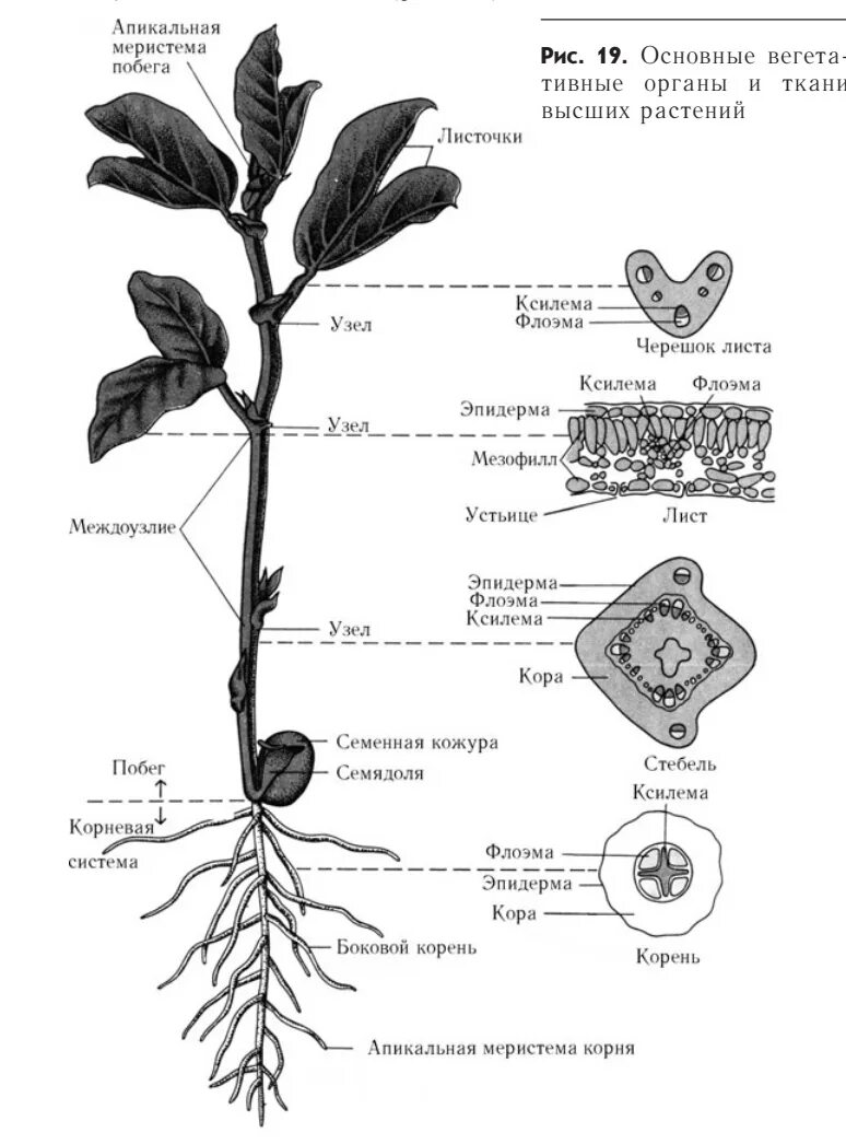 Побег задания 6 класс биология. Вегетативные органы растений: корень, побег, стебель, почки, лист.. Строение вегетативных органов растений. Схема строения высших растений. Вегетативные органы корень стебель лист.