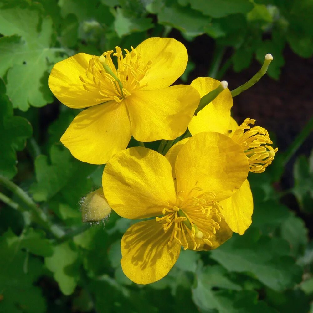 Chelidonium majus. Чистотел. Чистотел большой. Чистотел фото.