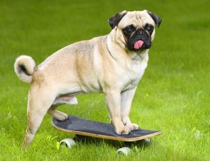 Pug собака. Мопс породы собак. собака мопс. мопс порода мопс. мопс гладкошерстный.