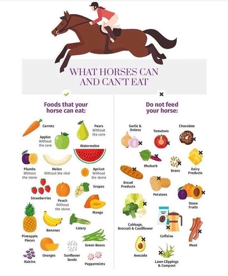 Лошадь ест морковку. Что едят лошади. Угощения для лошадей. Конь ест. Чем питаются лошади домашние.