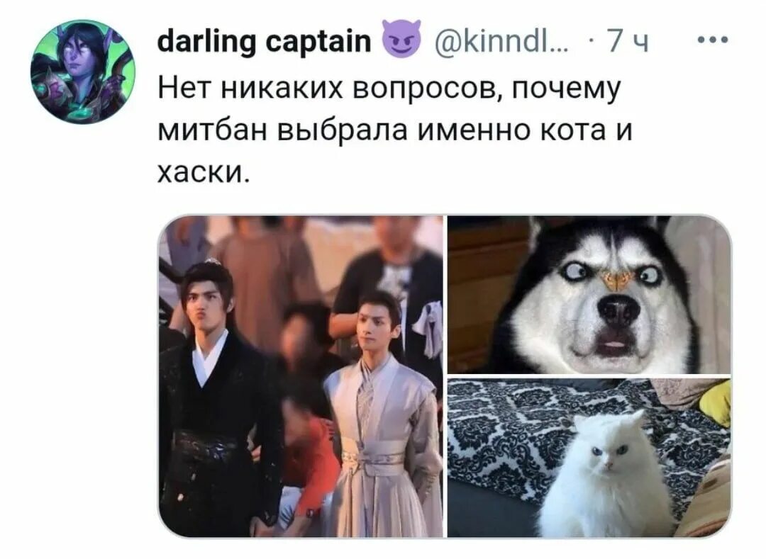 Хаски и его учитель белый кот 74. Хаски мемы. хаски и его учитель белый кот. эрха хаски и его учитель белый кот. хаски и его учитель белый кот мемы.