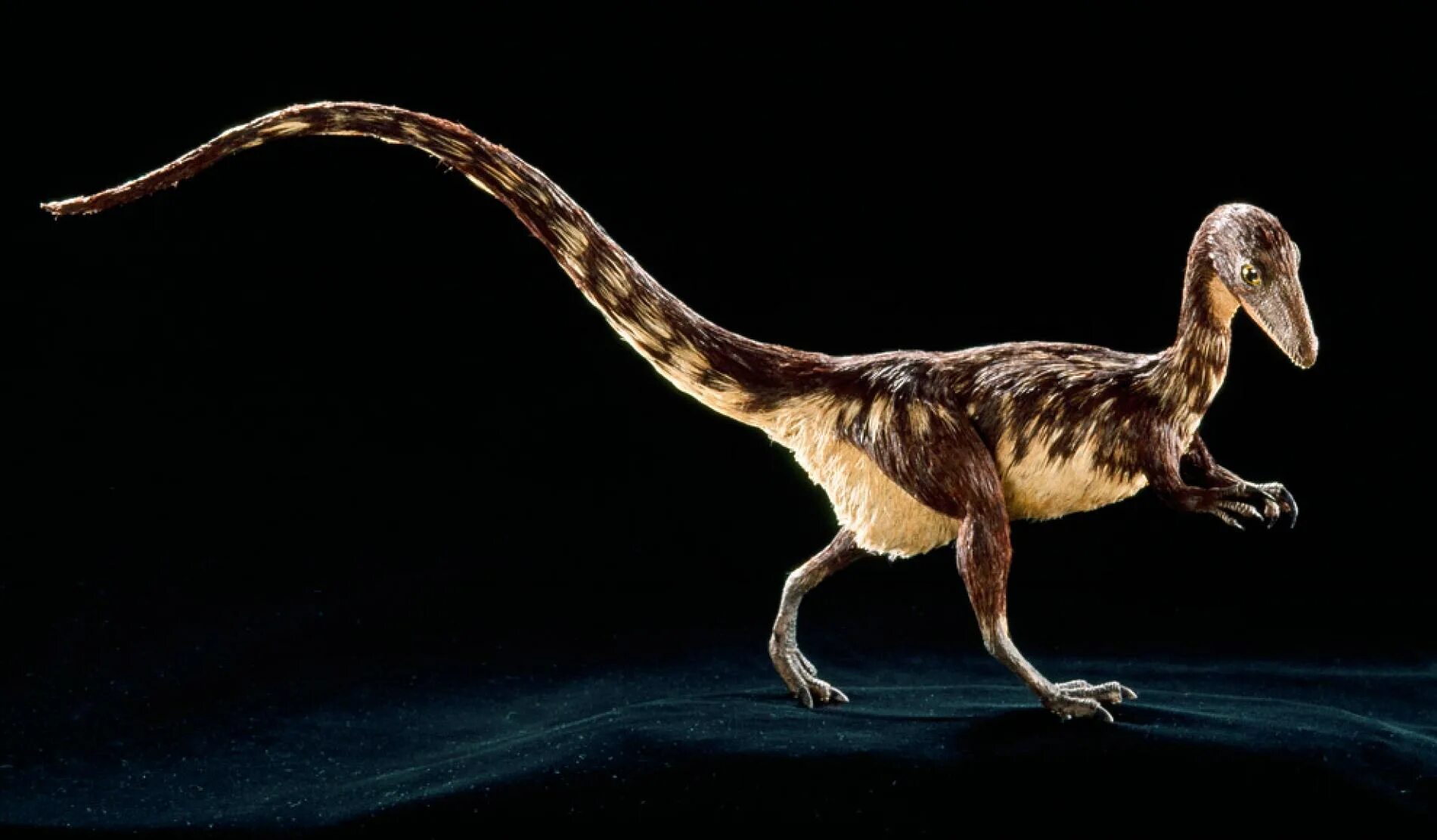 Как назывались маленькие динозавры. Курозавр Хорнер. Compsognathus Reconstruction. Компсогнат динозавр. Компсогнат мезозоя.