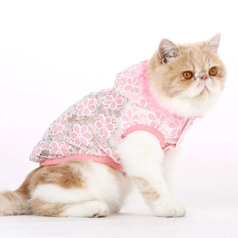 Кошечка с одеждой. Одежда для кошек. Красивая одежда для кошек. Одежда для кошек девочек. Кошка в платье.