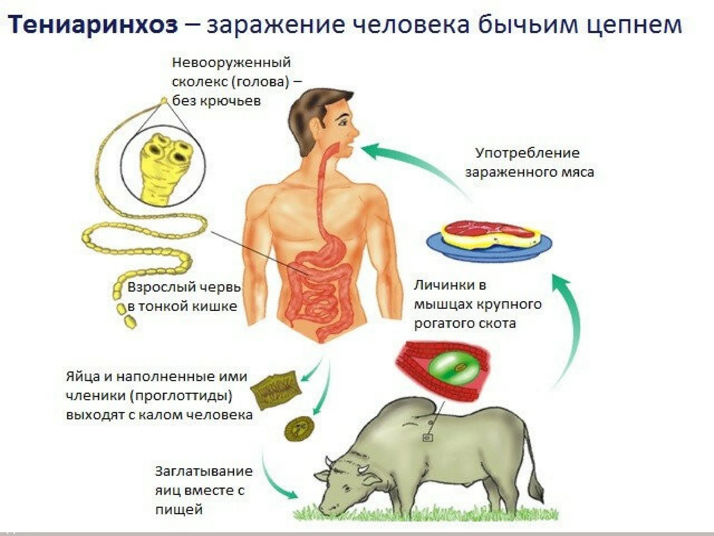 Признаки червей в организме человека. Тениаринхоз этиология. Тениаринхоз инвазионная стадия для человека. Профилактика заражения ленточных червей. Тениаринхоз пути заражения человека.