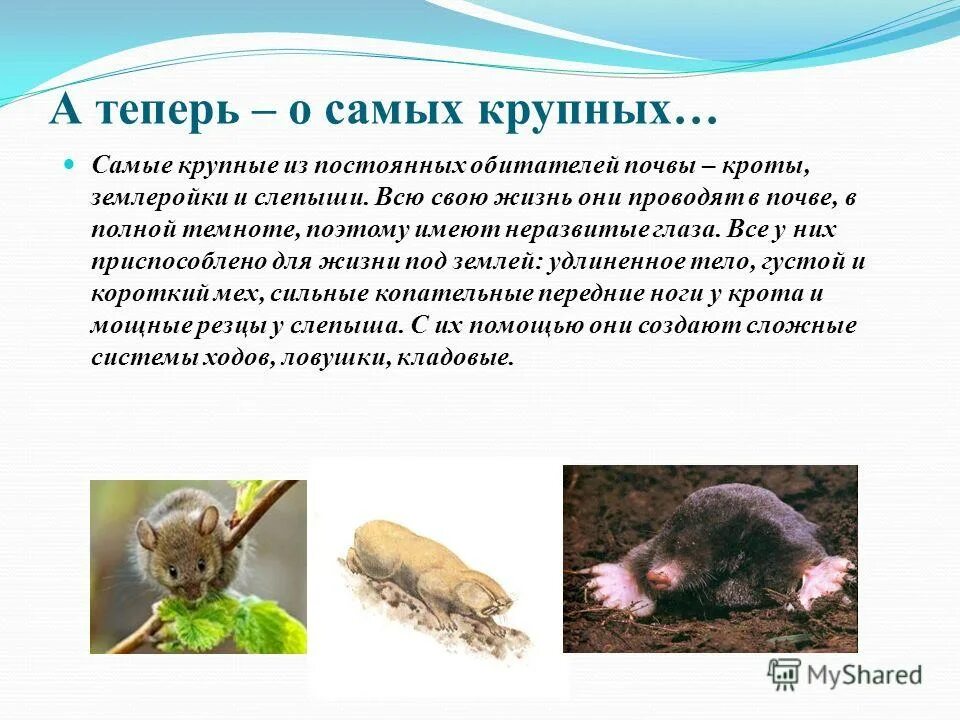 Какие существа обитают в почве. Животные живущие в почве. подземные обитатели. животные почвенной среды. животные живущие в почвенной среде.