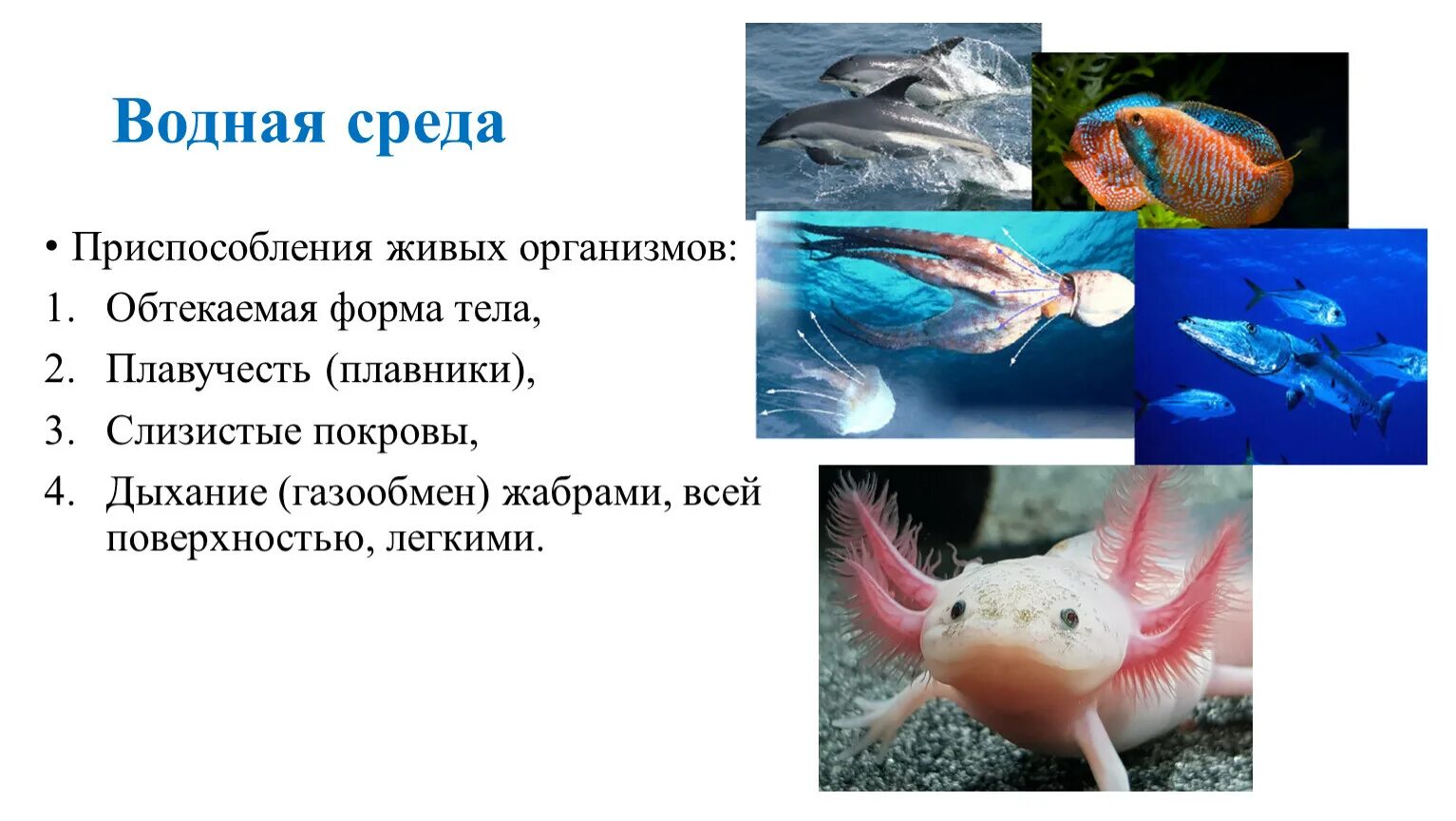 Водные животные. Приспособления животных к водной среде. Приспособленность организмов к водной среде. Формы тела организмов.