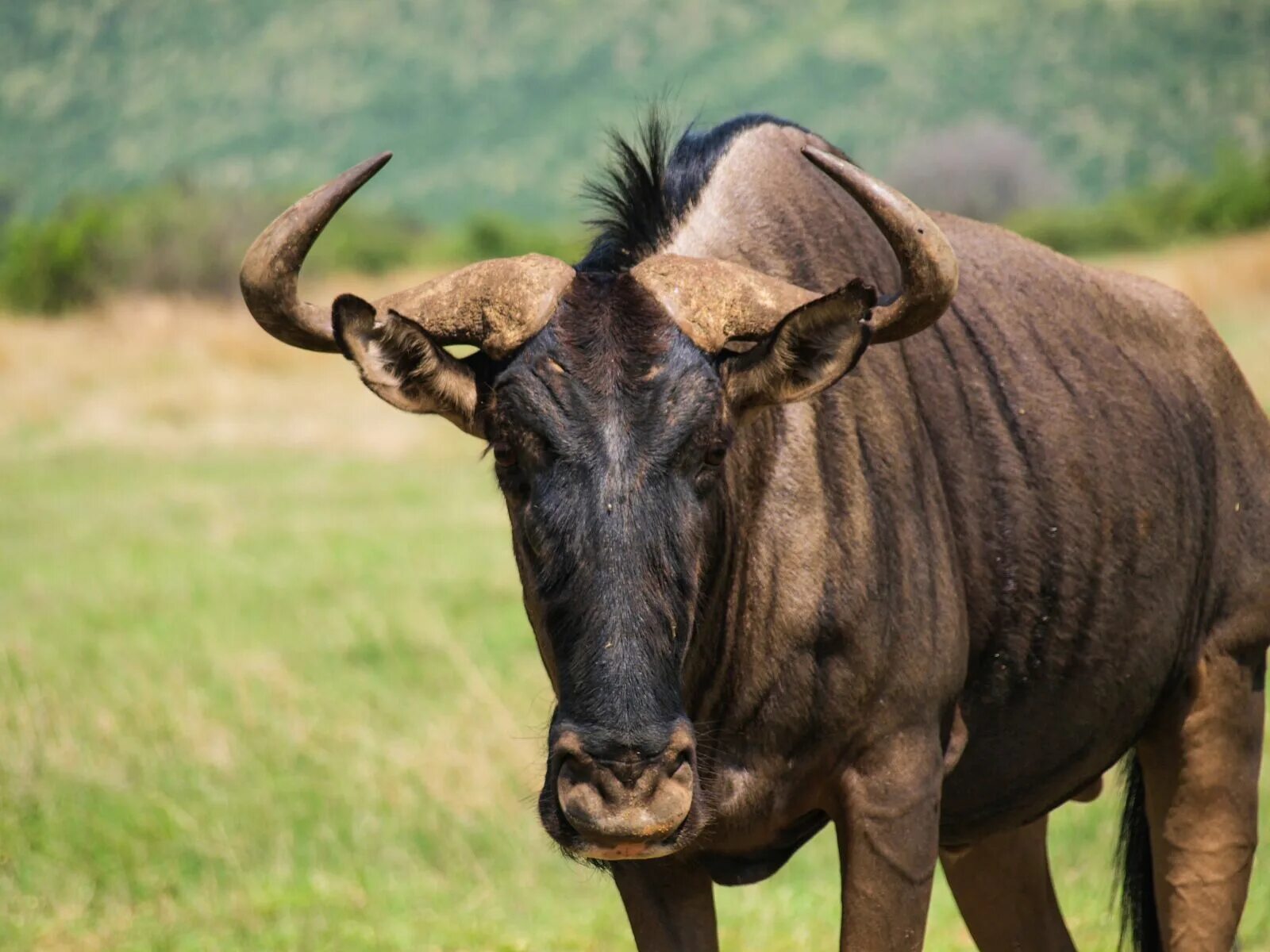 Крупный рогатый зверь массивного телосложения. Антилопа гну. Wildebeest антилопа гну. Голубая антилопа гну. Африканская антилопа Гни.