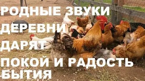 Села звук 3